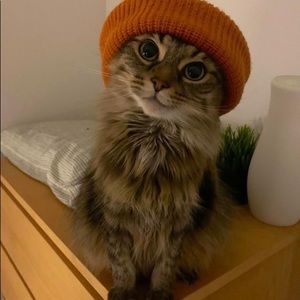 Meet your Posher, Izzy